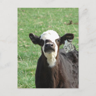 Cute Calf Postkarte