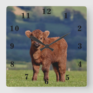 Cute Calf Quadratische Wanduhr