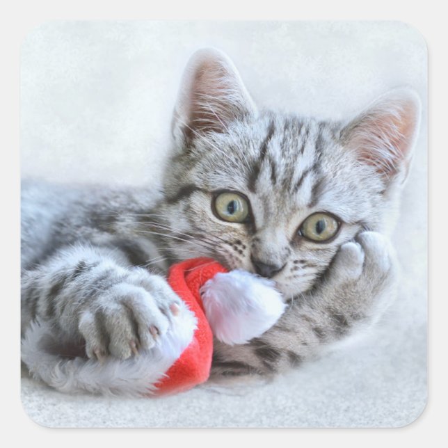 Cute Cat and Santa Claus Hat Quadratischer Aufkleber (Vorderseite)