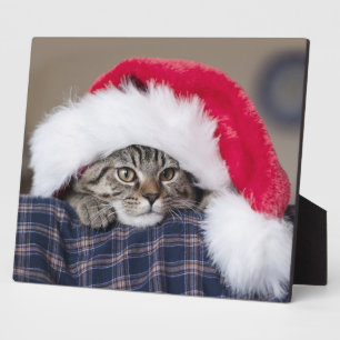Cute cat in santa hat fotoplatte