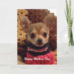 Cute Chihuahua: Mothers Day Card Karte