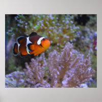 Cute Clownfish Sea Anemone Coral Underwater photo