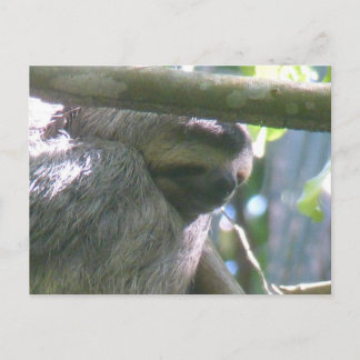 Cute Costa Rica Sloth Close Up DIY Postcard Feiertagspostkarte
