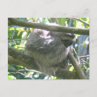 Cute Costa Rica Sloth DIY Postcard Feiertagspostkarte