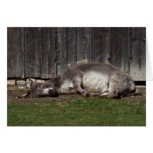 Cute Donkey Resting After A Sand Bath