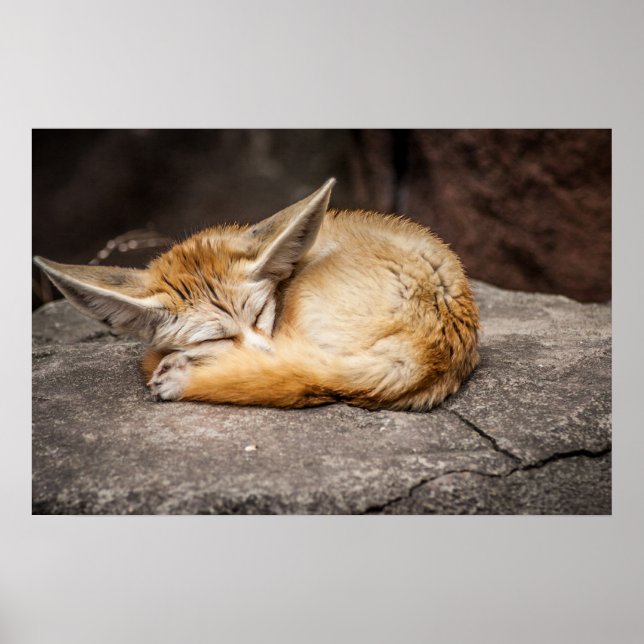 Cute Fennec Fox Poster (Vorne)