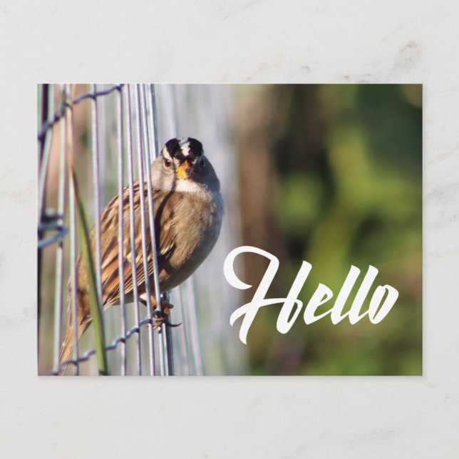 Cute funny bird hello photo postcard postkarte (Vorderseite)