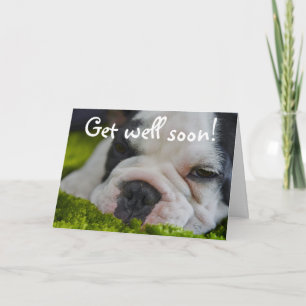 Cute Funny French Bull Dog Get Well Greeting Card Karte