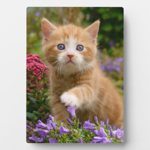 Cute ginger kitten in a garden fotoplatte