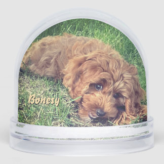 Cute Golden Doodle Snow Globe Schneekugeln