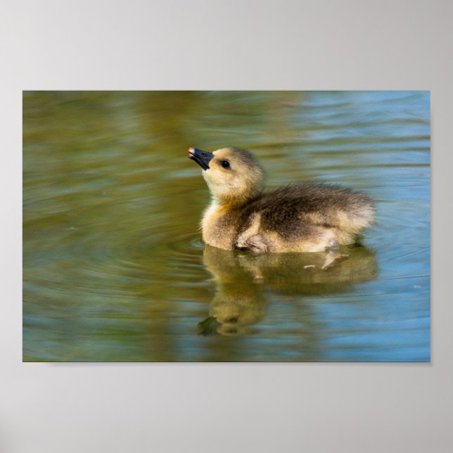 Cute Gosling on pond Poster (Vorne)