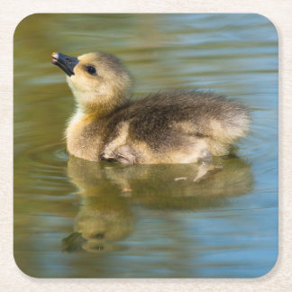 Cute Gosling on pond Rechteckiger Pappuntersetzer