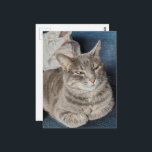 Cute Grey Tabby Cat Postkarte<br><div class="desc">An adorable grey tabby cat named Mouse. I told her that they had just issued a severe thunderstorm warning and we were going to have to go inside from the screened in porch and she was like so what in her attitude so I knew that the weather was going to...</div>