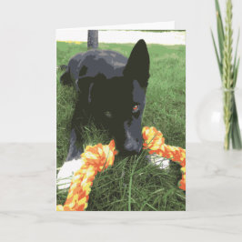 Cute Husky Lab Dog With Rope Toy Black Karte