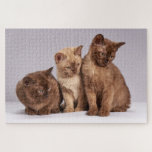 Cute Kitten Puzzle<br><div class="desc">A picture puzzle that will bring hours of pleasure to anyone who loves cats. This cute kitten puzzle would make an ideal gift or for your own pleasure.
Picture by: HelgaKa (Pixabay)</div>