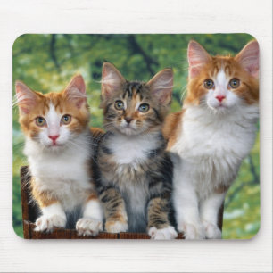 cute-kittens-with-nature-backgrounds_jpg 3 mousepad