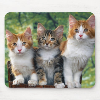 cute-kittens-with-nature-backgrounds_jpg 3 mousepad