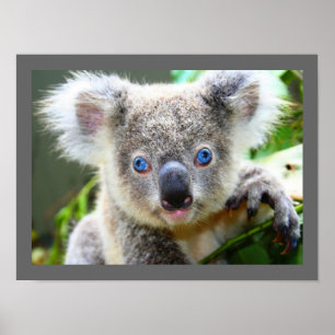 Cute Koala Bear Poster