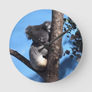 Cute Koala in a tree with a blue background Runde Wanduhr