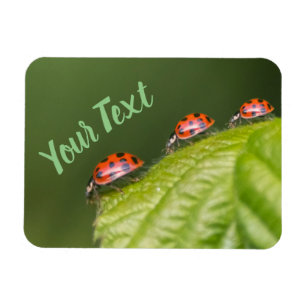 Cute little ladybug grants good luck and fortune! magnet