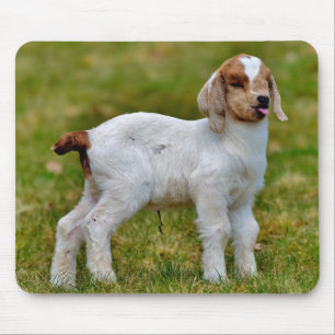 Cute newborn Boer Goat Kid Mousepad