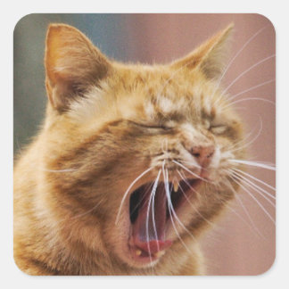 Cute Orange Cat Yawning Animal Nature Wildlife Quadratischer Aufkleber