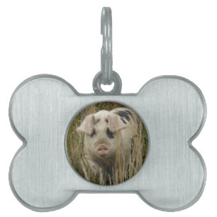 Cute Pig Pet Tag Tiermarke
