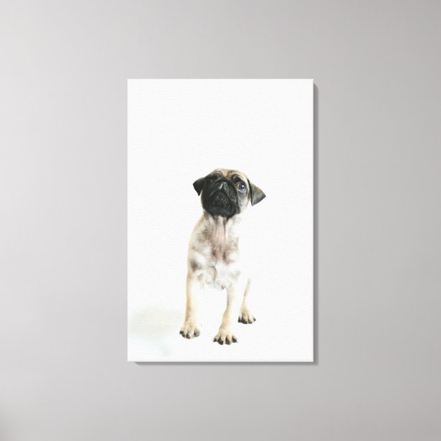 Cute Pug Puppy Leinwanddruck (Vorderseite)