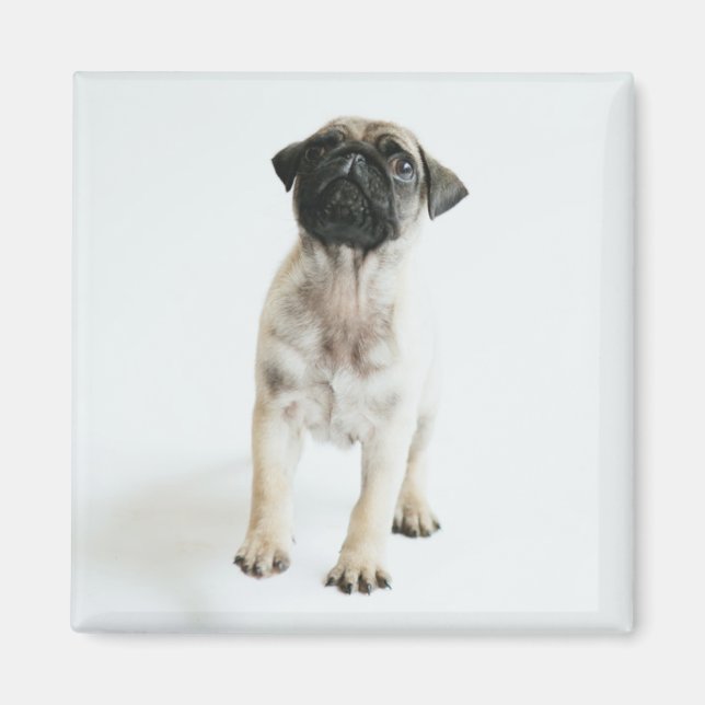 Cute Pug Puppy Magnet (Vorne)