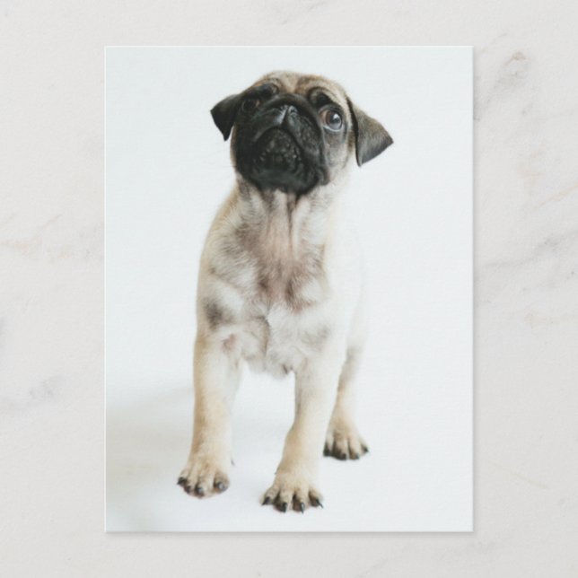 Cute Pug Puppy Postkarte (Vorderseite)