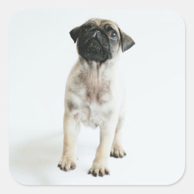 Cute Pug Puppy Quadratischer Aufkleber (Vorderseite)