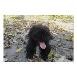 Cute Puppy Alert Poster