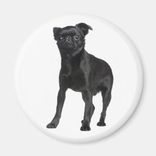 Cute Puppy Black Dog Lovers Brussels Griffon Magnet