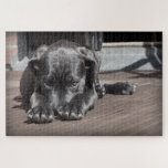 Cute Puppy Dog Puzzle<br><div class="desc">A picture puzzle that will bring hours of pleasure to anyone who loves dogs. Ideal as a gift or for your own pleasure.</div>