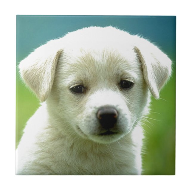 cute-puppy-dog-wallpapers.jpg fliese (Vorderseite)