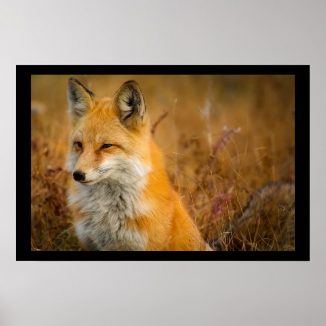 Cute Red Fox Wilderness Nature Fotograf Poster (Vorne)