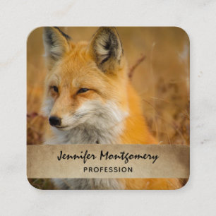 Cute Red Fox Wilderness Nature Fotograf Quadratische Visitenkarte