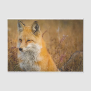 Cute Red Fox Wilderness Nature Fotograf Seidenpapier