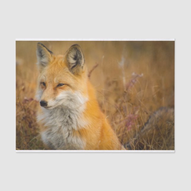 Cute Red Fox Wilderness Nature Fotograf Seidenpapier (Vorderseite)