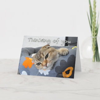 Cute scottish fold cat thinking of you card karte