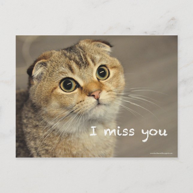 Cute Scottish Fold Noodles cat Miss You Postcard Postkarte (Vorderseite)