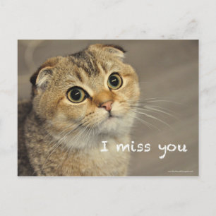 Cute Scottish Fold Noodles Cat You Postcard Postkarte