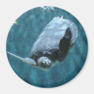 Cute Sea Turtle swimming in the ocean Photo Magnet