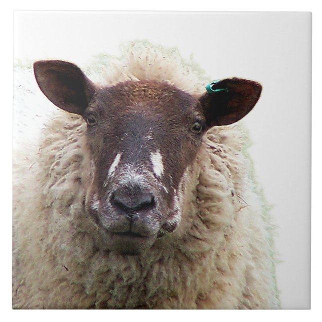 CUTE SHEEP FLIESE (Vorderseite)