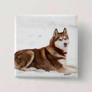 Cute Siberian Husky Portrait Button