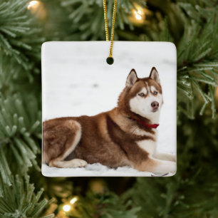 Cute Siberian Husky Portrait Keramikornament