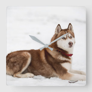 Cute Siberian Husky Portrait Quadratische Wanduhr