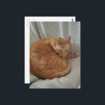 Cute Sleepy Ginger Kitty Postkarte<br><div class="desc">A  ginger kitty sleeps on a blanket in a chair photographed by Angelandspot in the year 2026</div>