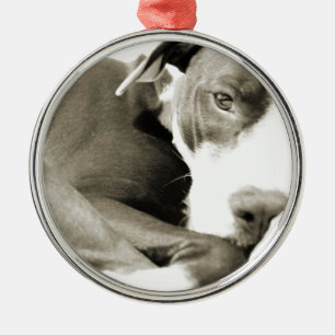 cute sleepy lazy pit bull dog ornament aus metall
