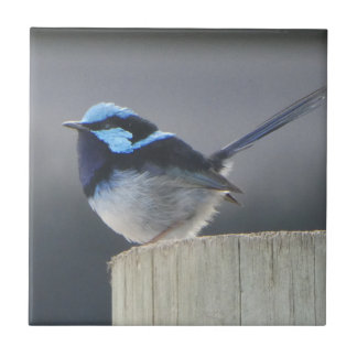 Cute Superb Fairywren Fliese